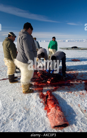 Qaanaaq Grönland April 2006 Schlachten ein bärtiger Siegel Stockfoto