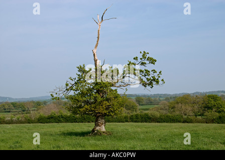 Hirsch geleitet-Eiche (Quercus Robur) Stockfoto