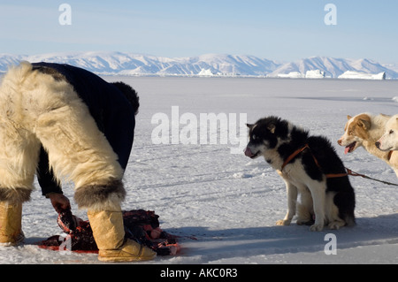 Qaanaaq Grönland April 2006 Schlachten ein bärtiger Siegel Stockfoto