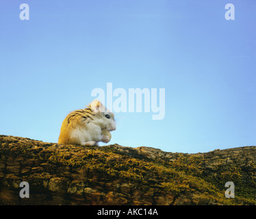 Roborowsky Hamster sitzen und schauen und Essen eine Erdnuss Stockfoto