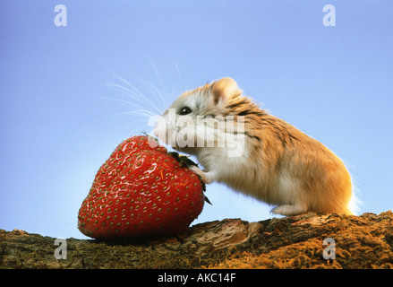 Roborowsky Hamster Essen eine Erdbeere rote Frucht Stockfoto