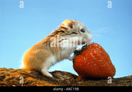 Roborowsky Hamster Essen eine Erdbeere rote Frucht Stockfoto