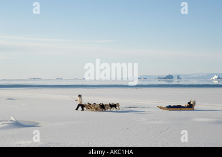 Qaanaaq Grönland Jäger zu Fuß seinem Hundegespann über Meereis.  Eisberge und im Freiwasser im Hintergrund Stockfoto