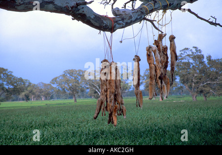Tote Füchse hängen im Baum auf Bauernhof im Querformat Stockfoto
