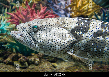 Schwarzer Kabeljau Groper Epinephelus Daemelii im Ozean Stockfoto