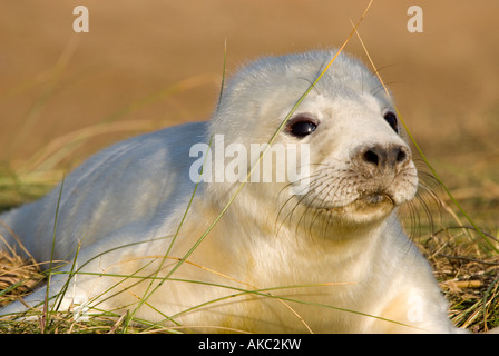 Kegelrobben Pup, Donna Nook, Lincolnshire, Vereinigtes Königreich. Stockfoto