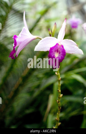 Orchidee im Queen Sirikit Botanic Garden in Mae Rim in Nordthailand Stockfoto