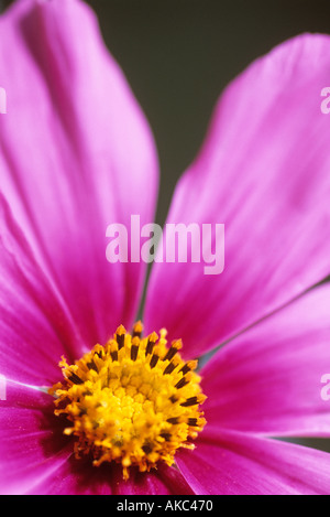 Rosa Blume closeup Stockfoto