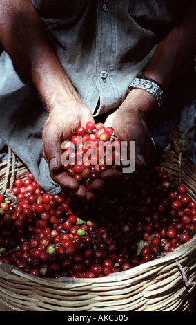 Arbeitnehmer mit einer Handvoll Reife Kaffeebohnen Guatemala Kaffee Stockfoto