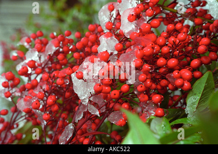 rote Beeren in schmelzender Schnee bedeckt Stockfoto