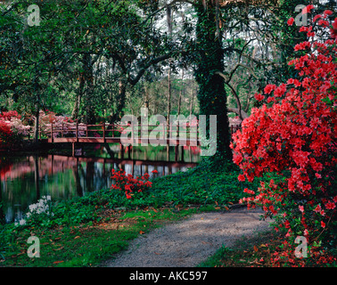 Frühling blühende Azaleen füllen die Luft im Magnolia Gardens in der Nähe von Charleston in South Carolina Stockfoto