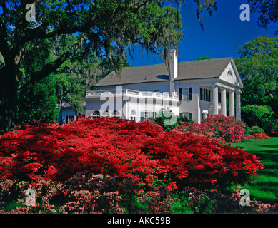 Orton Plantation Antebellum Plantage-Haus in der Nähe von Wilmington in North Carolina mit riesigen Azalea Sträucher in voller bunter Blüte Stockfoto