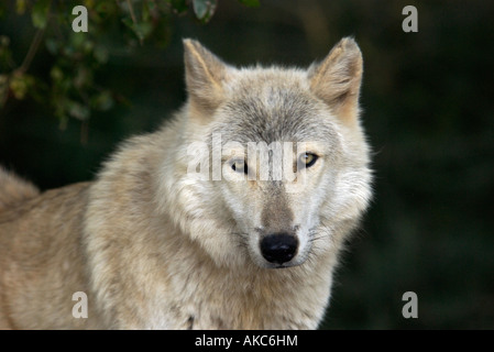 Grauer Wolf Portrait im natürlichen Lebensraum Stockfoto