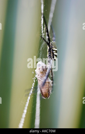 Argiope Anasuja. Orb-Weaver Spider Web mit Gefangenen Beute. Zick-Zack x Form Stabilimentum zeigt im Web in der indischen Landschaft. Indien Stockfoto