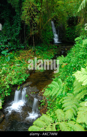 Kleiner Bach mit Wasserfällen in der Nähe von den wichtigsten Fall in Akaka Falls State Park Big Island Hawaii USA Stockfoto