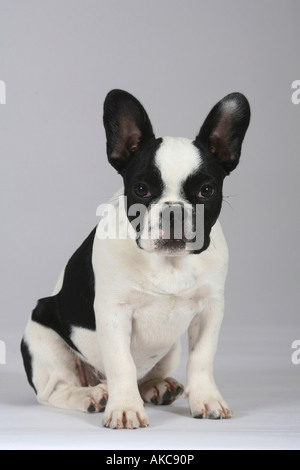 Französische Bulldogge Welpe 3 Monate Stockfoto