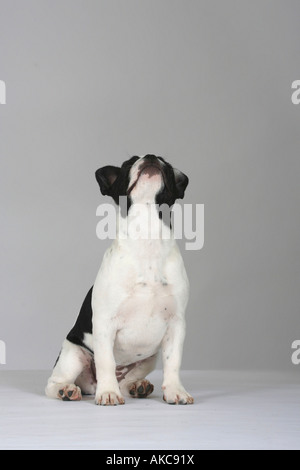 Französische Bulldogge Welpe 3 Monate Stockfoto