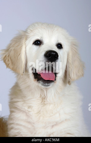 Golden Retriever Welpe 11 Wochen Stockfoto