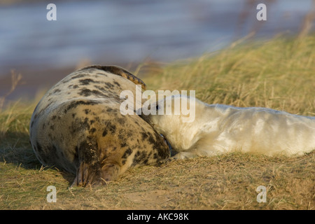 jungen atlantischen Grey Seal-Welpen von der Mutter gesäugt Stockfoto