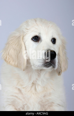 Golden Retriever Welpe 11 Wochen Stockfoto