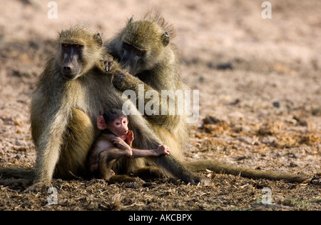 Pflege - ein Chacma Pavian, Papio Ursinus, prüft dem Haar Mutter Paviane im Chobe Nationalpark in Botswana, Afrika Stockfoto