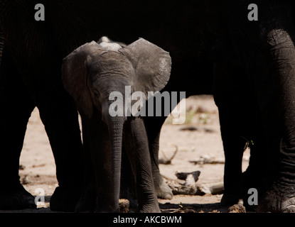 Afrikanischer Elefant Kalb, Loxodonta Africana ist von erwachsenen Elefanten im Chobe National Park, Wildgehege in Botswana schattiert. Stockfoto