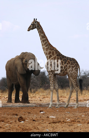 Eine Giraffe Giraffa Giraffe und Elefant Loxodonta Africana Getränk an einem Wasserloch im Etosha Nationalpark in Namibia Afr Stockfoto