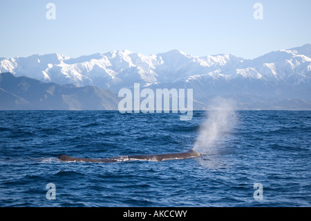 Pottwal (Physeter Macrocephalus) Kaikoura Neuseeland Stockfoto