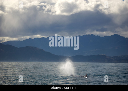 Pottwal (Physeter Macrocephalus) Kaikoura Neuseeland Stockfoto