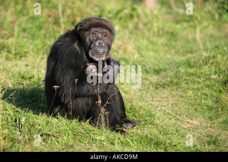 Schimpansen, die Abendsonne - Pan Troglodytes genießen Stockfoto