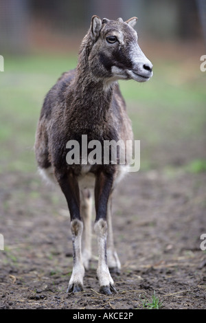 Europäischer Mufflon Closeup - Ovis Ammon musimon Stockfoto