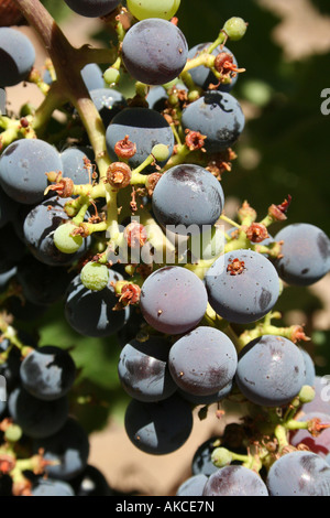 Cabernet-Sauvignon-Trauben am Viña Calina Weinberge im Maipo-Tal in der Nähe von Talca, Chile. Stockfoto