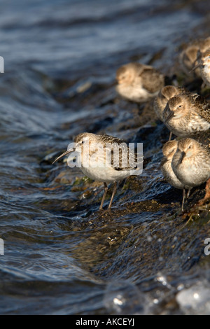 Brachvogel Strandläufer Calidris Ferruginea mit Alpenstrandläufer Calidris alpina Stockfoto