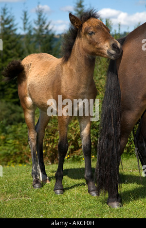 Stute und Fohlen Dartmoor Ponys devon Stockfoto