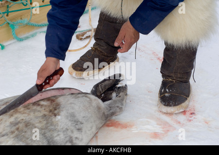 Traditionellen Subsistenz Inuit jagen Jagd Ringelrobbe Qaanaaq Grönland April 2006 Stockfoto