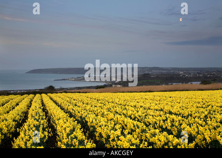 Narzissen Feld in der Nähe von Penzance Blick auf Mount s Bucht cornwall Stockfoto