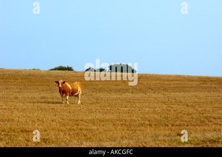 Kuh steht allein in einem Feld Stockfoto