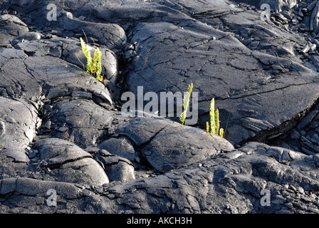 Pahoehoe-Lavastrom von 1992-2003 eruption Stockfoto