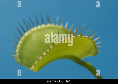 Offenen Falle der Venus Fliegenfalle Dionaea muscipula Stockfoto