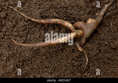 Alraune Mandragora Officinarum Gabelung Pfahlwurzel Stockfoto