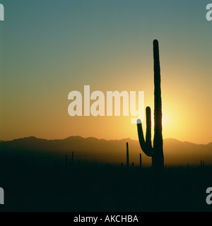 Saguaro-Kaktus-silhouette Stockfoto