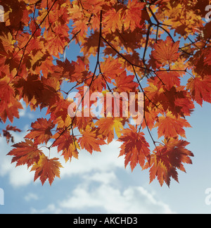 Backlit Japanese maple leaves Stockfoto