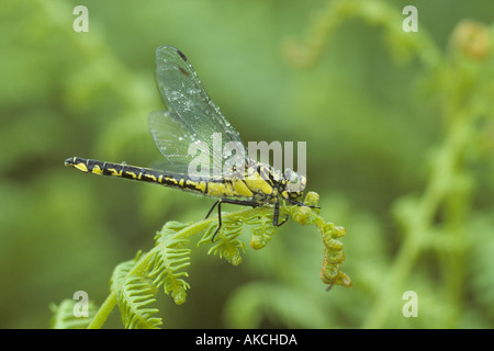 Club-tailed Libellenflügel bei Regen geschlossen Stockfoto