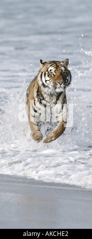 Bengal Tiger läuft in das Meer Stockfoto