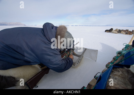 Traditionelle Subistence Inuit jagen Jagd Ringelrobbe Qaanaaq Grönland April 2006 Stockfoto