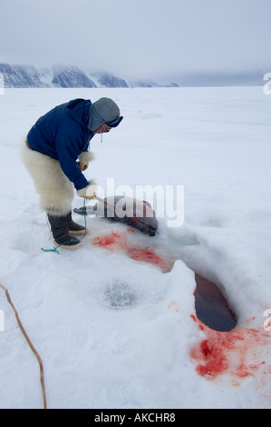 Traditionellen Subsistenz Inuit jagen Jagd Ringelrobbe Qaanaaq Grönland April 2006 Stockfoto