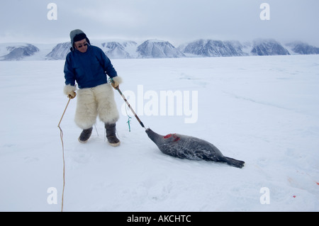 Traditionellen Subsistenz Inuit jagen Jagd Ringelrobbe Qaanaaq Grönland April 2006 Stockfoto