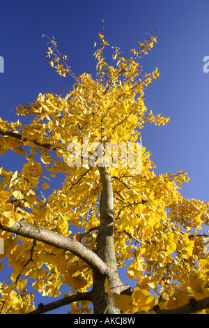 Japanische Ginkgo-Baum in Herbstfarben Stockfoto