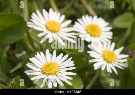 Britische Wildblumen-Gruppe von Gänseblümchen im Rasen wächst Stockfoto