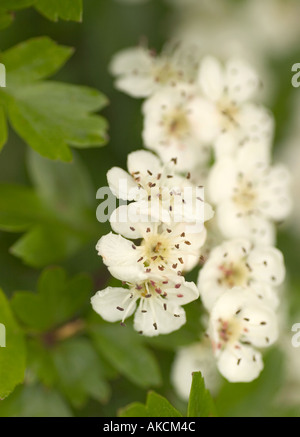 Crataegus Arnoldiana. Britische Wildblumen. Makroaufnahme der Weissdorn Strauch in voller Blüte, auch Mayblossom genannt Stockfoto